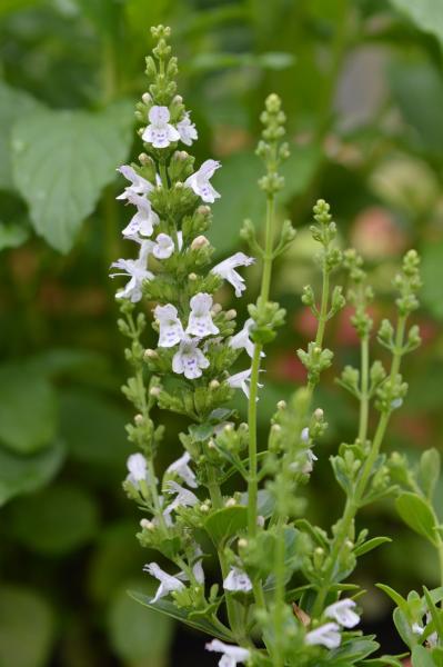 Bergkraut, Slowenisches (Pflanze)